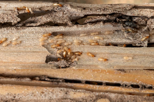 Spider Control Near Me in Mililani Mauka, HI